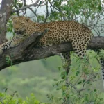 Macan Tutul Lembang Zoo Kembali ke Alam, BBKSDA Masih Pantau | Warnamuda Media