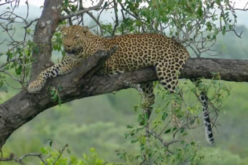 Macan Tutul Lembang Zoo Kembali ke Alam, BBKSDA Masih Pantau | Warnamuda Media